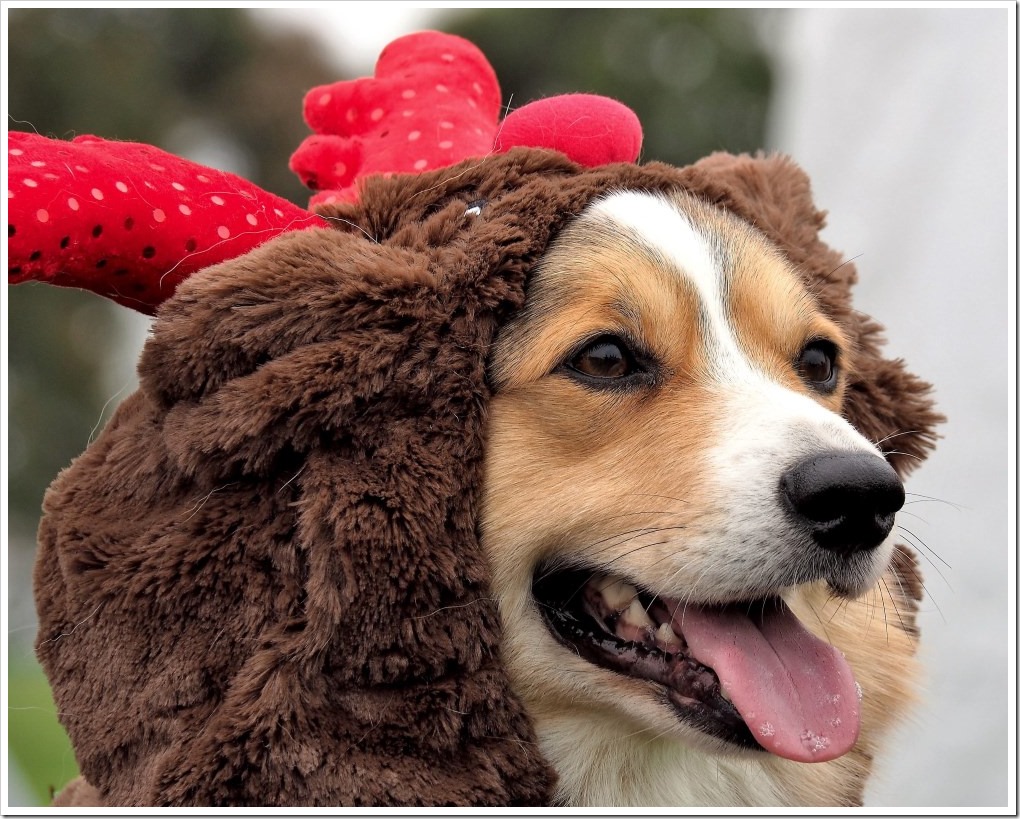 Christmas Corgi #2 - CannibalRabbit.com