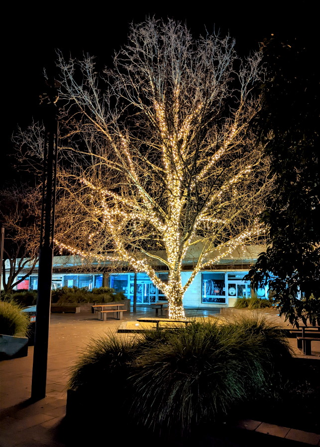 Bairnsdale Light Tree CannibalRabbit Com   Bairnsdale Light Tree 