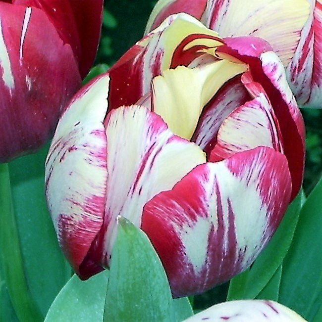 Red and White Tulip - CannibalRabbit.com