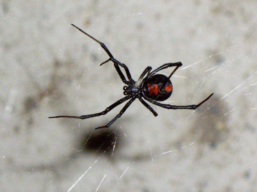 Redback Spider - CannibalRabbit.com